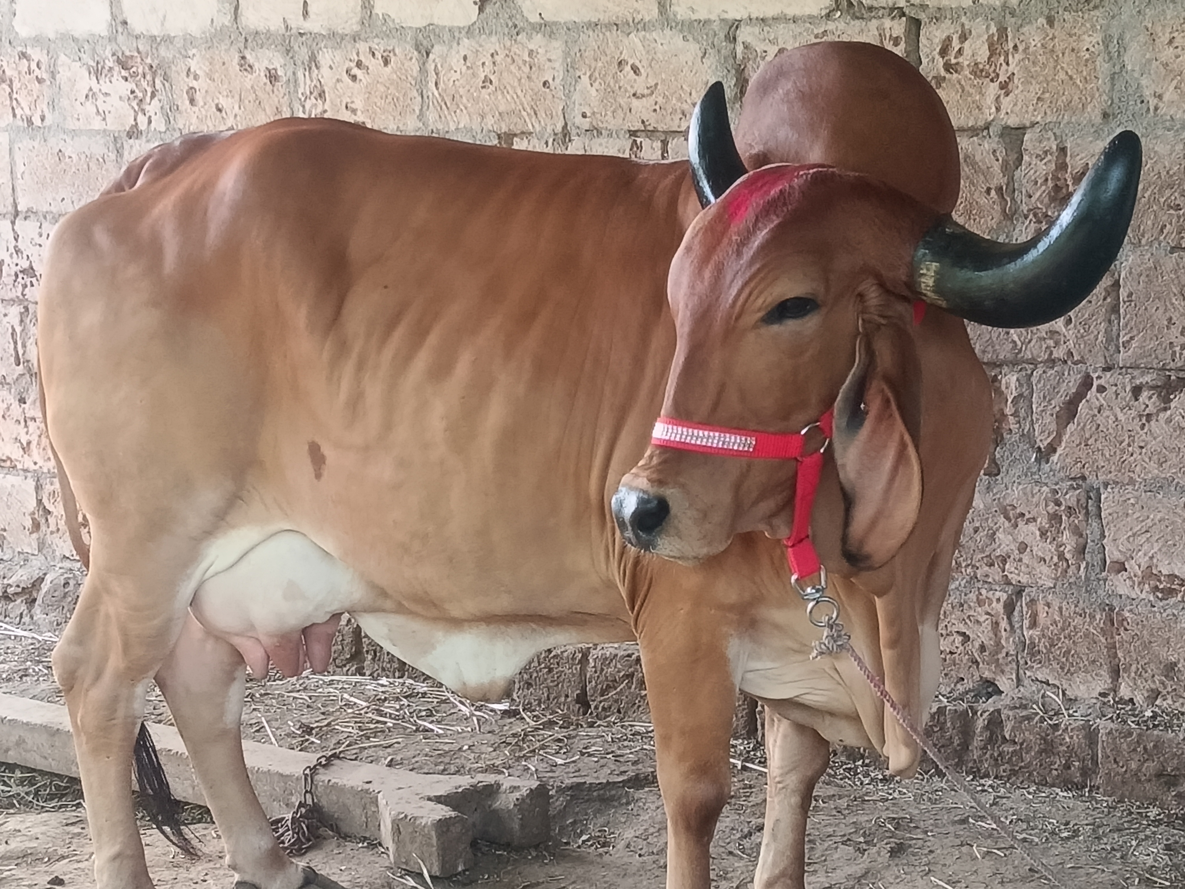 વેચાણ માટે