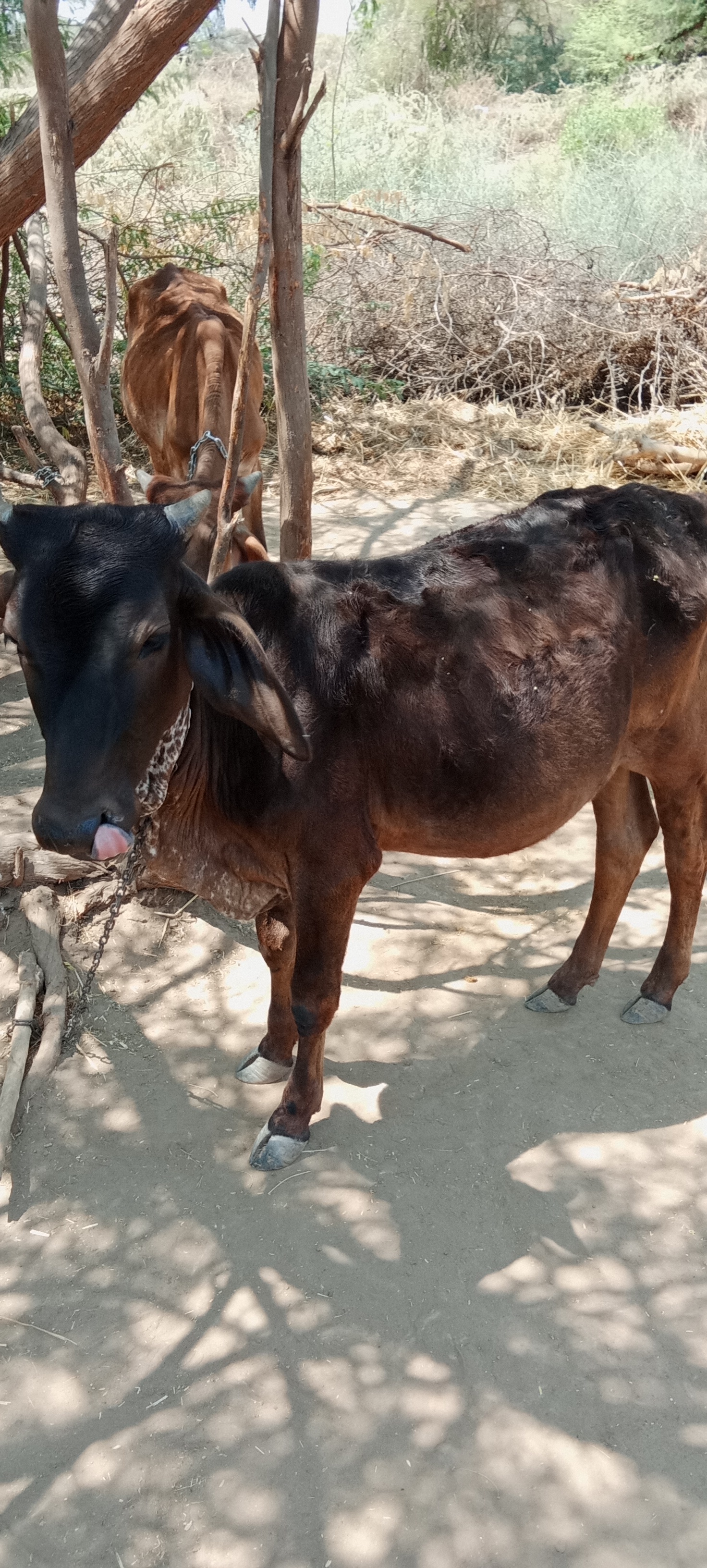 વેચાણ માટે 2