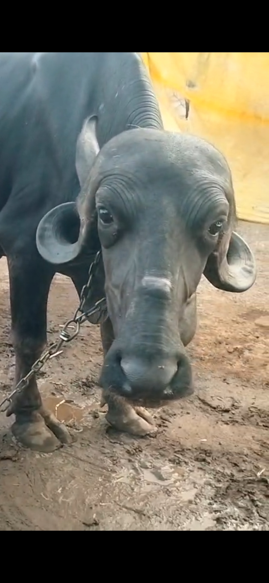વેચાણ માટે