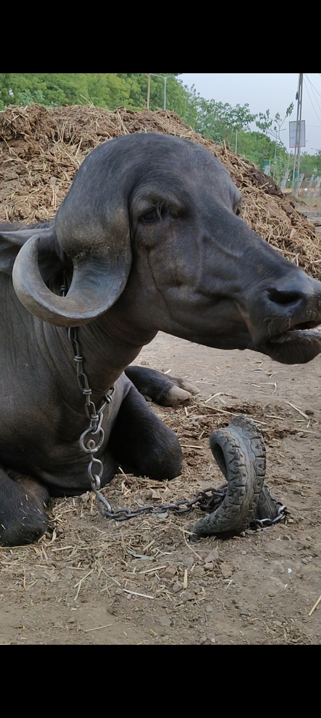 વેચાણ માટે