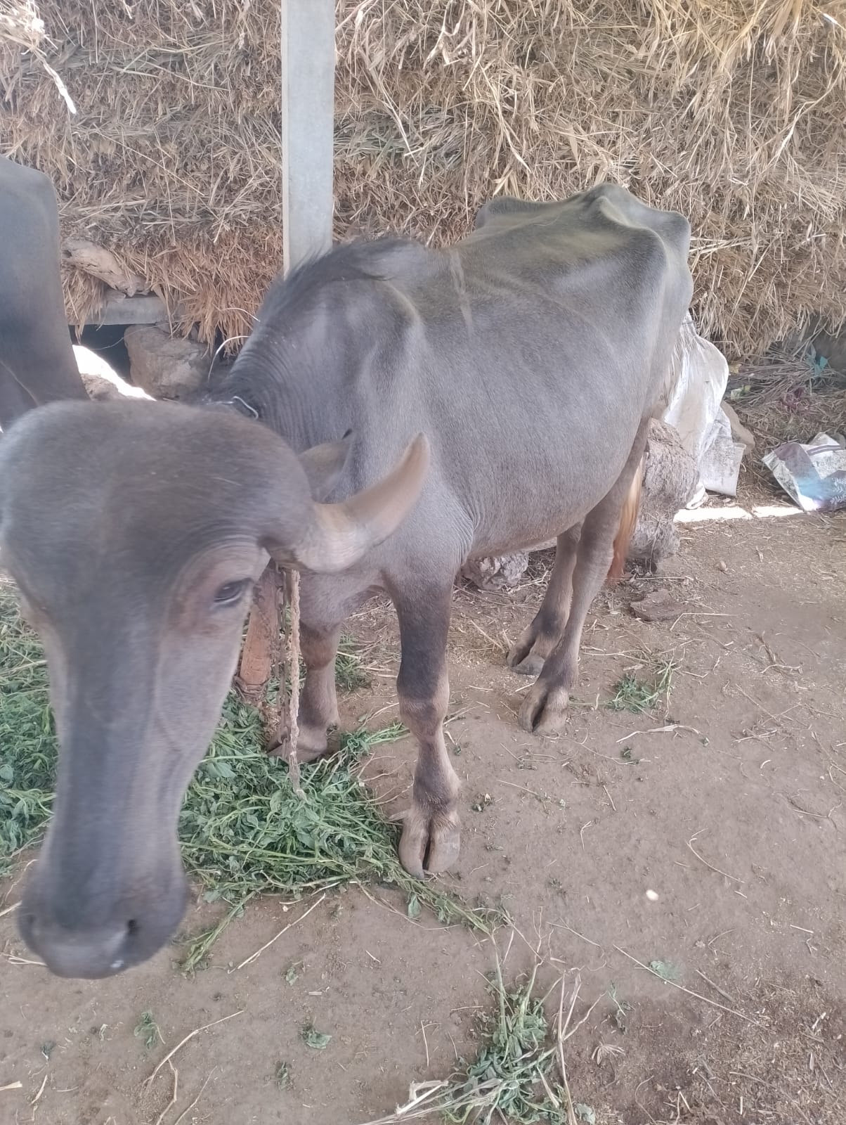 ₹8,000 માં  ત્રણ વરસની પાડી વેચવાની છે ગામ ગોરૈયા વિછિયા તાલુકો રાજકોટ