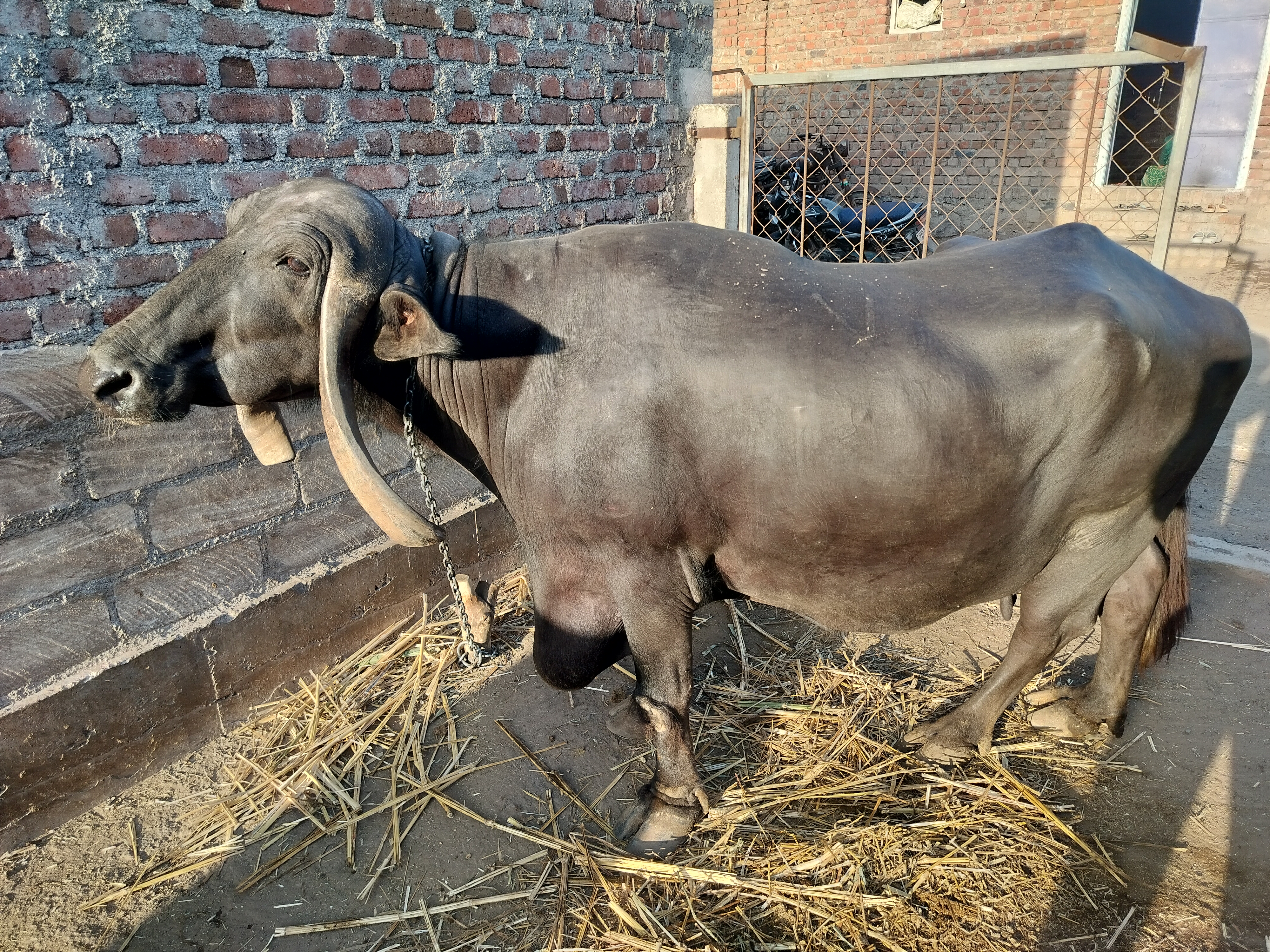 વેચાણ માટે