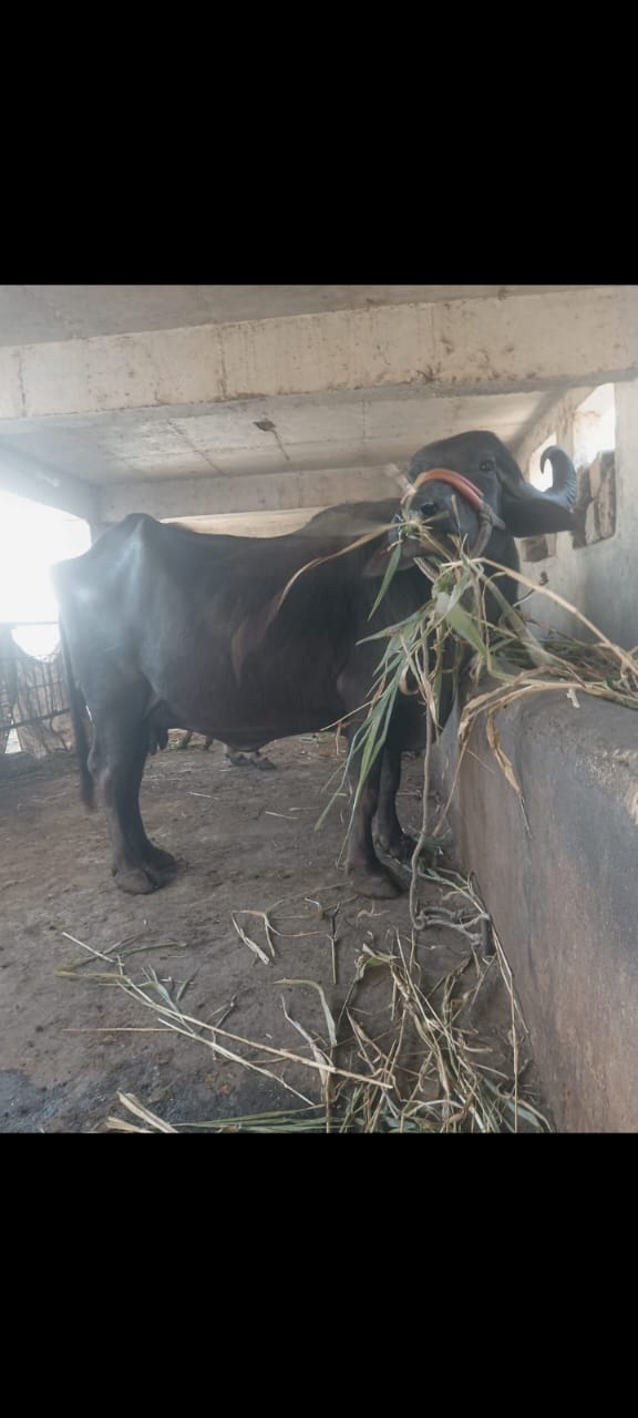 6.5 -7  લીટર દૂધ આવતૂ બધી જવાબદારી