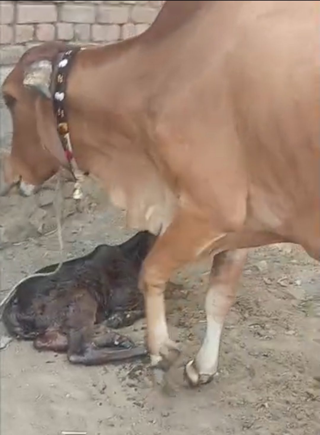 વેચાણ માટે 2