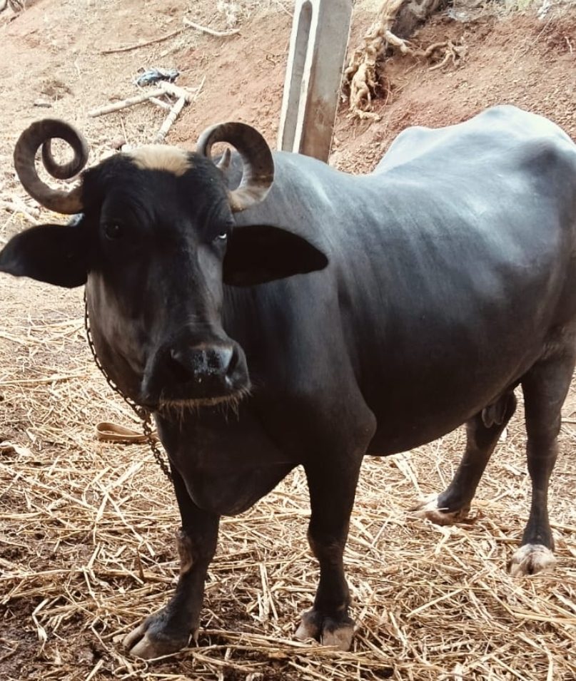₹160,000 માં  ભેંસ