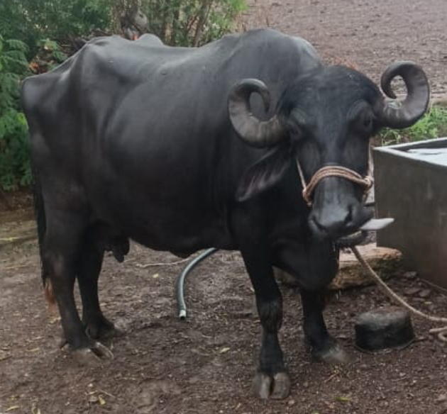 વેચાણ માટે