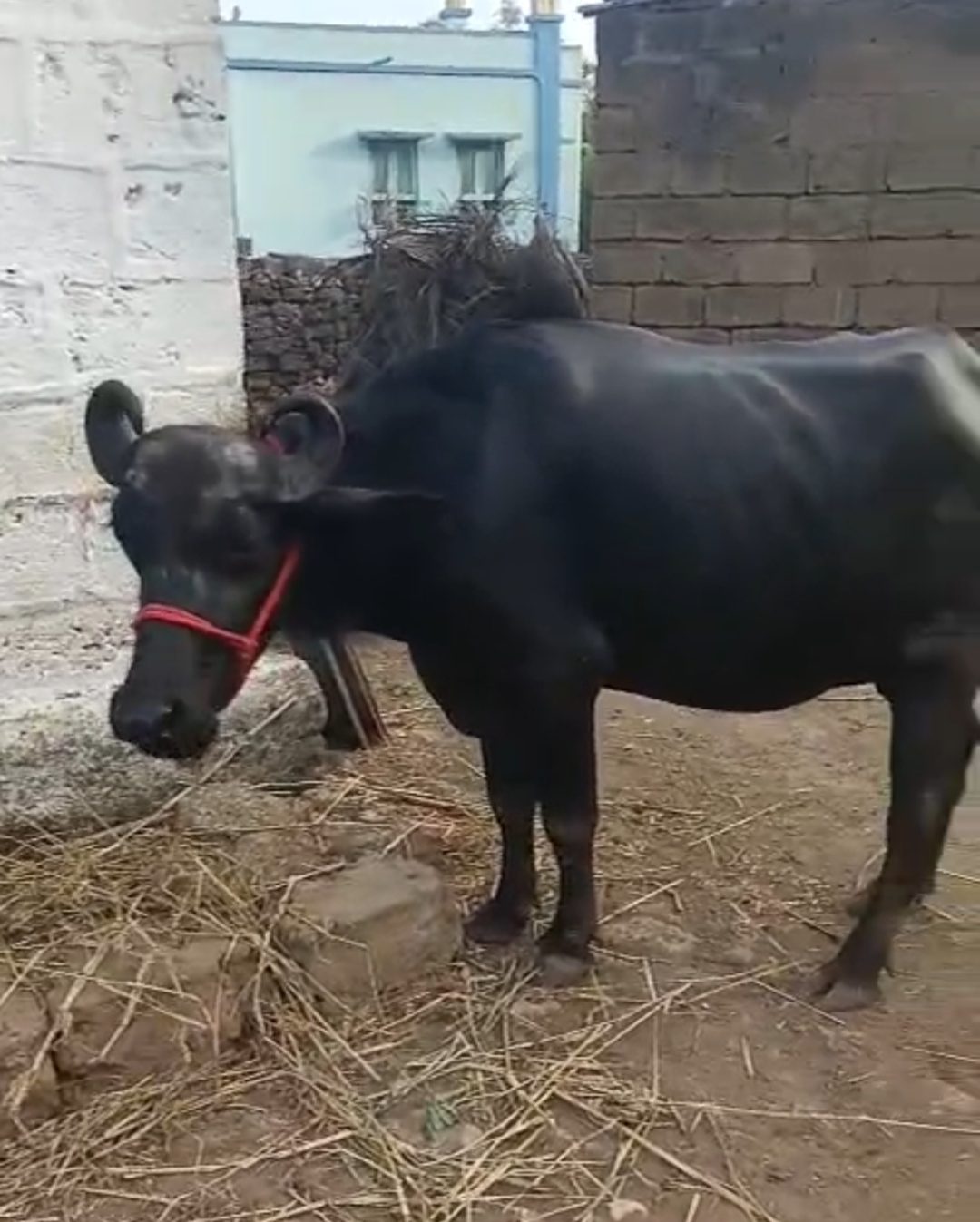 વેચાણ માટે