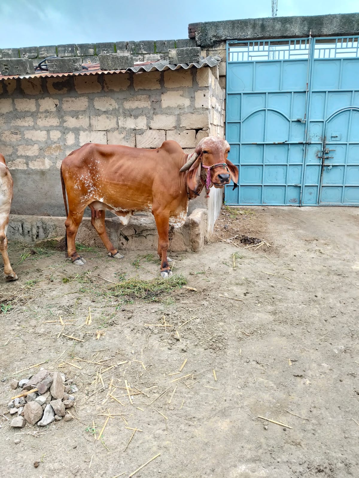 વેચાણ માટે 2