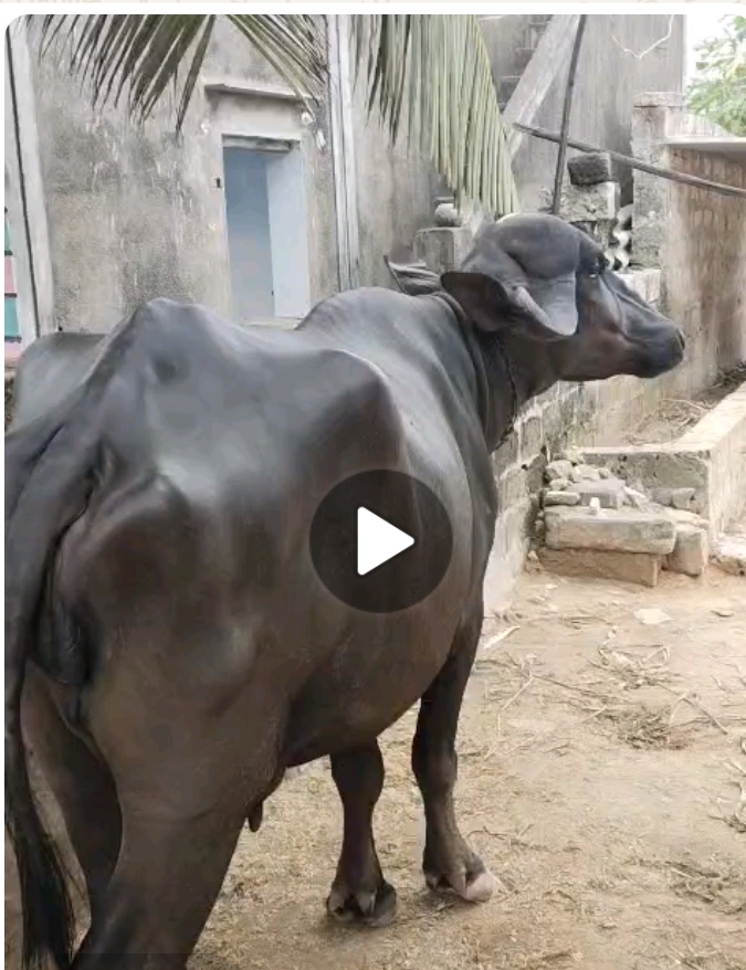વેચાણ માટે