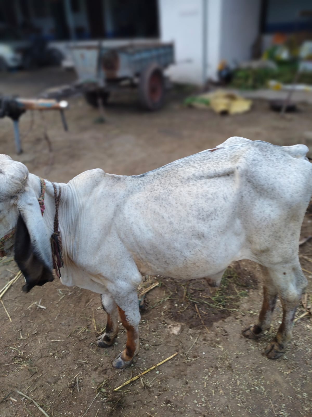 વેચાણ માટે 2