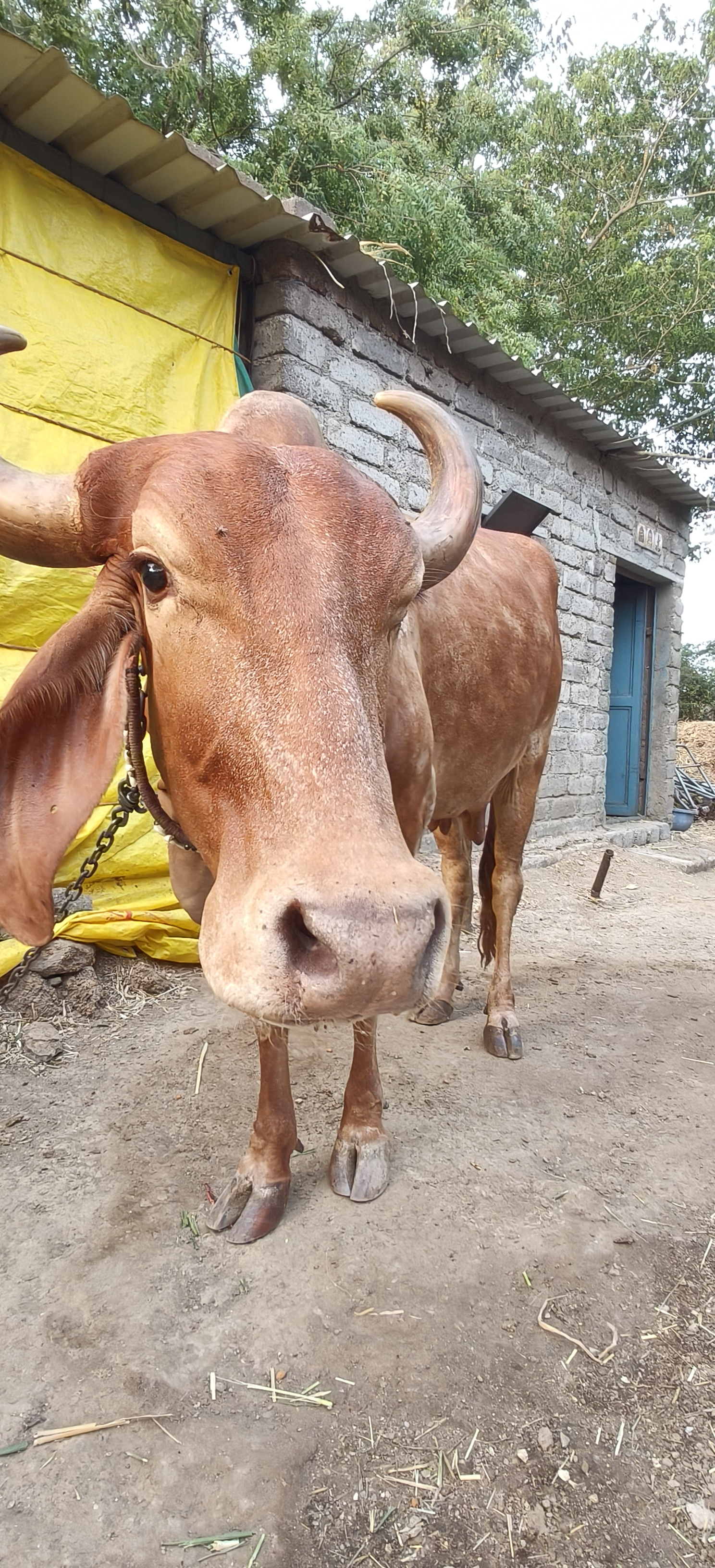 વેચાણ માટે 3