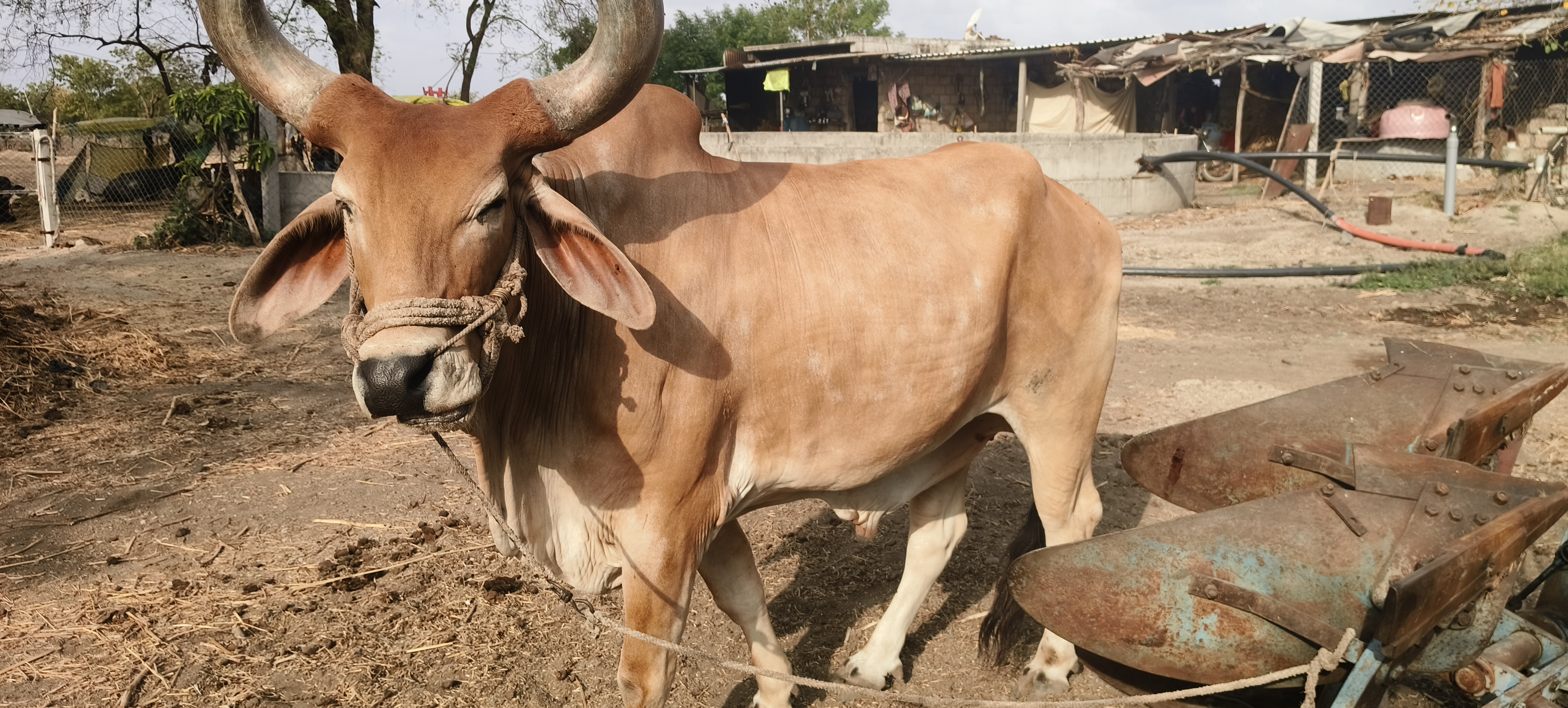 વેચાણ માટે 2