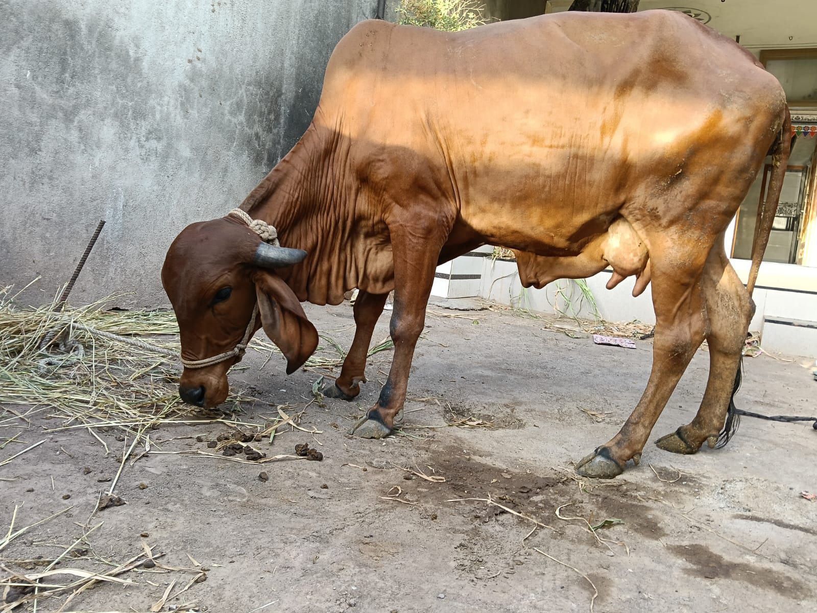 ₹21,000 માં  ગાય