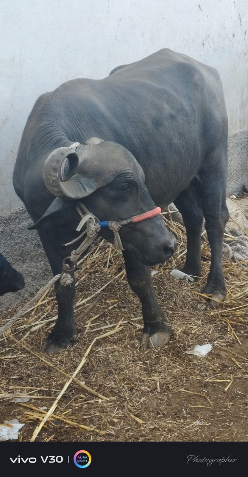 વેચાણ માટે