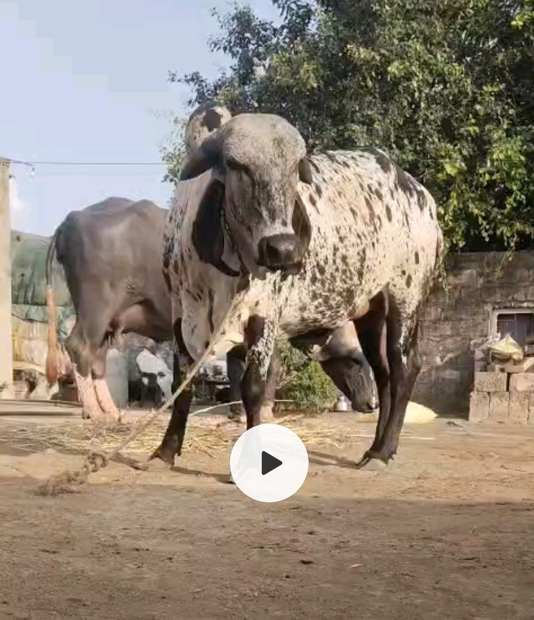 વેચાણ માટે