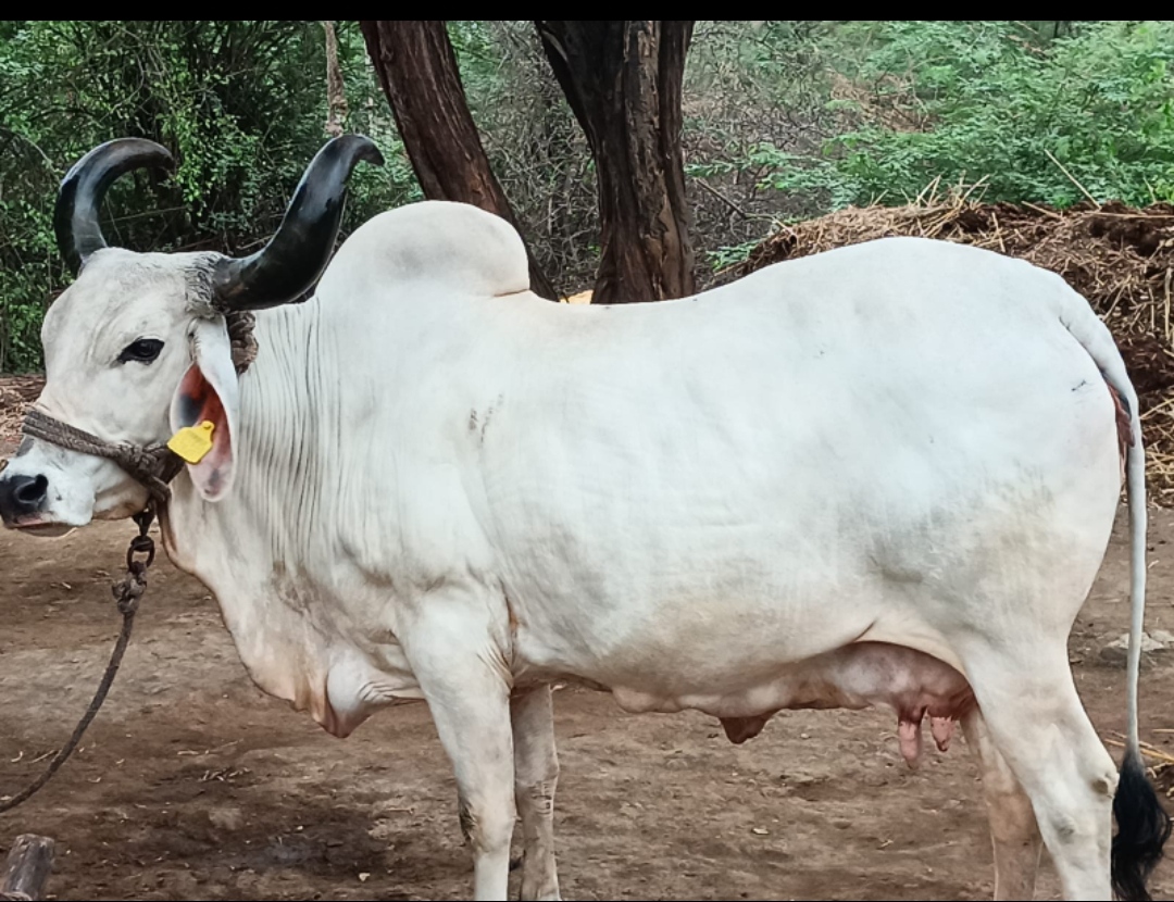 વેચાણ માટે