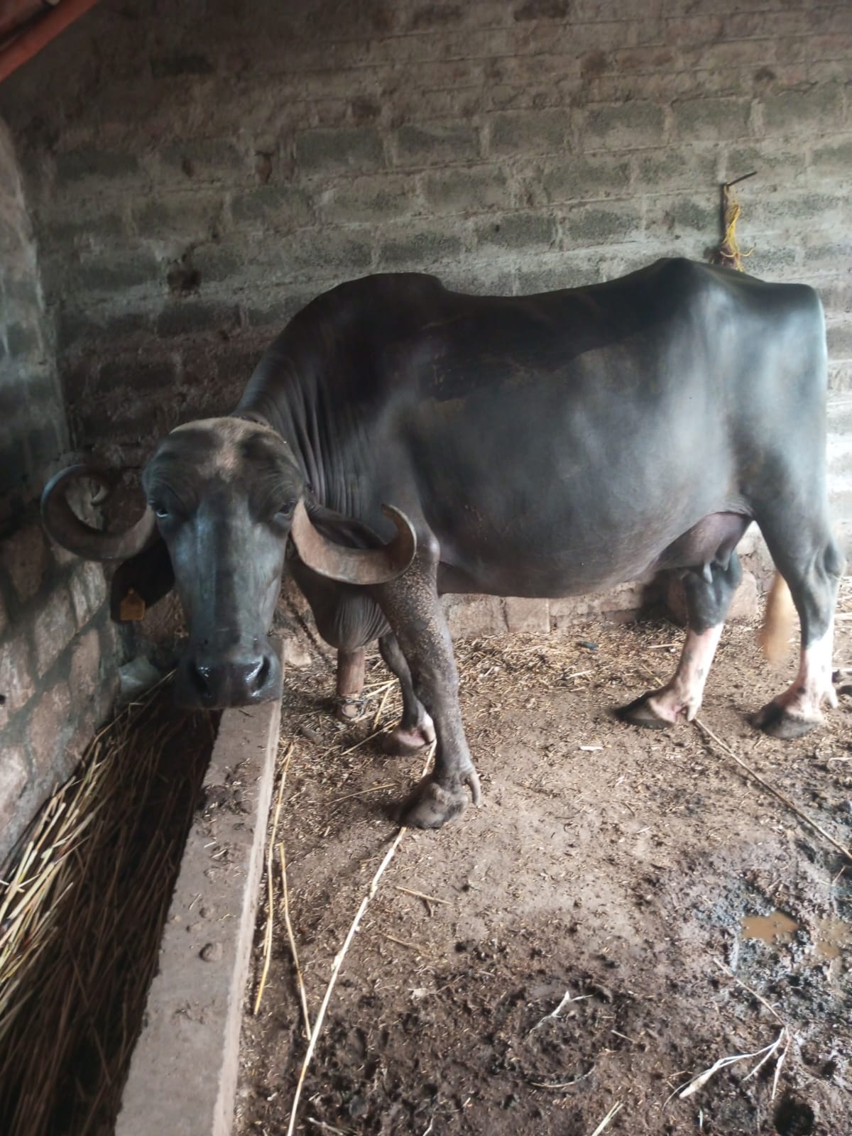 વેચાણ માટે