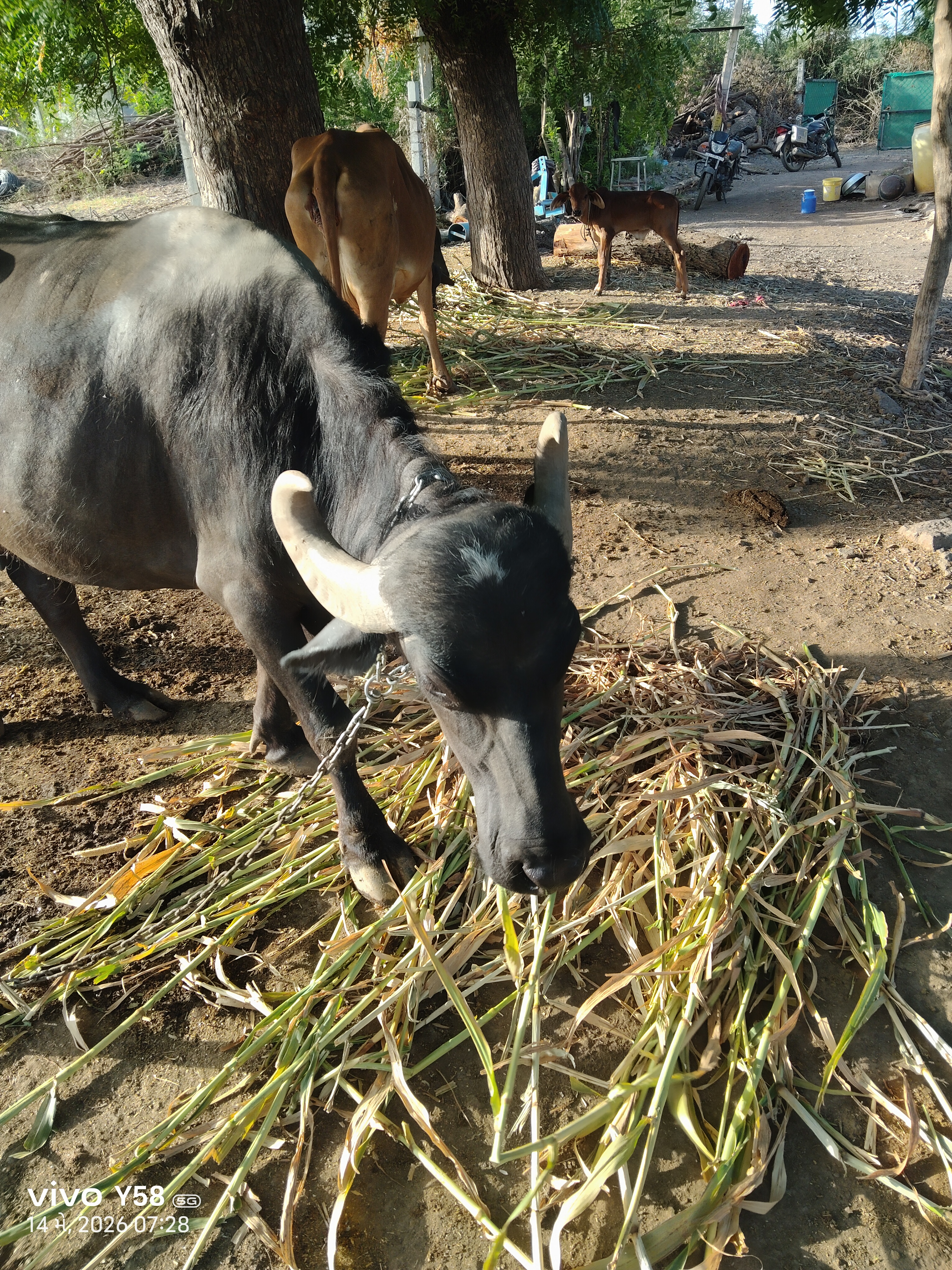 વેચાણ માટે 3