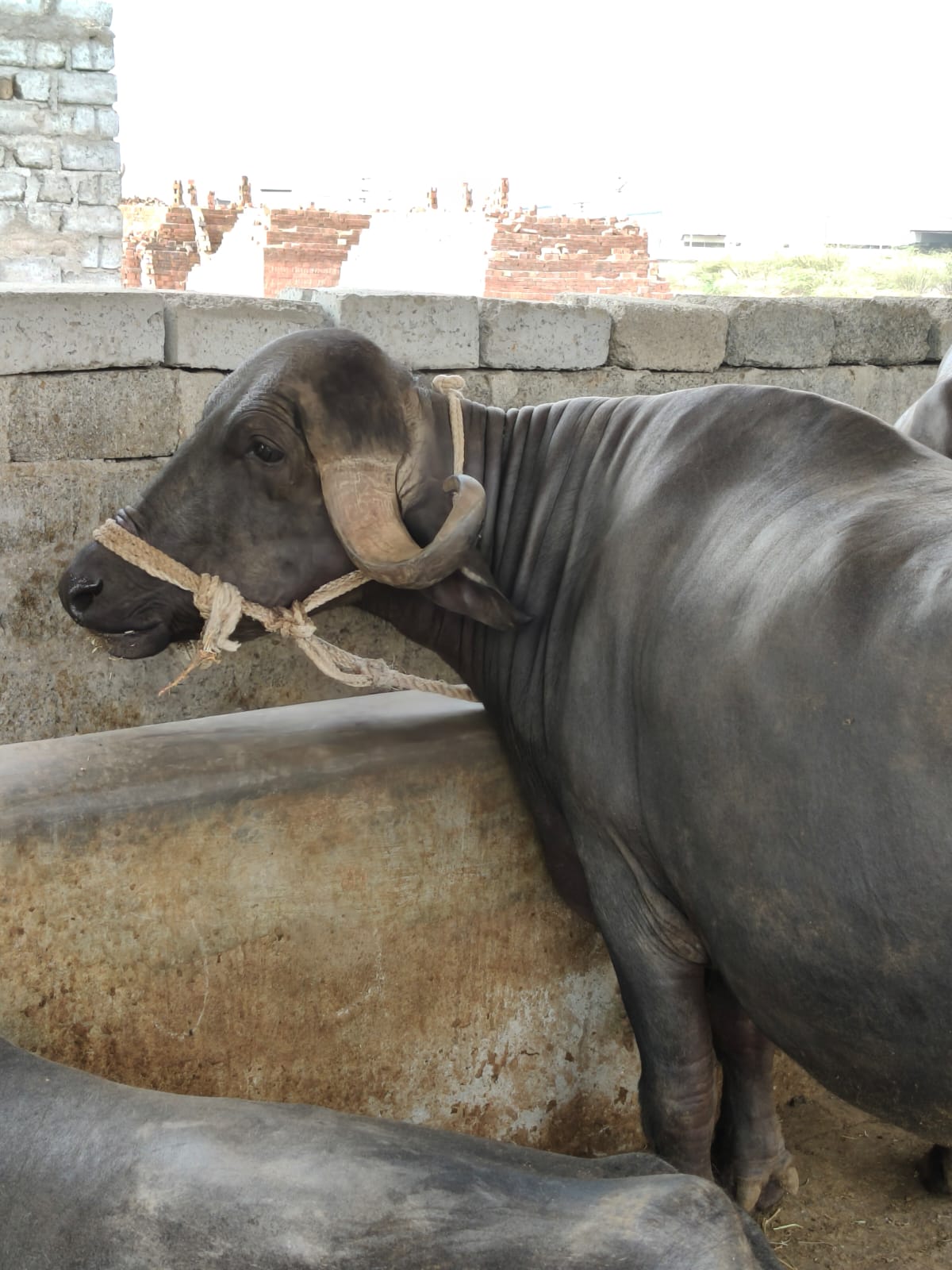 વેચાણ માટે 5