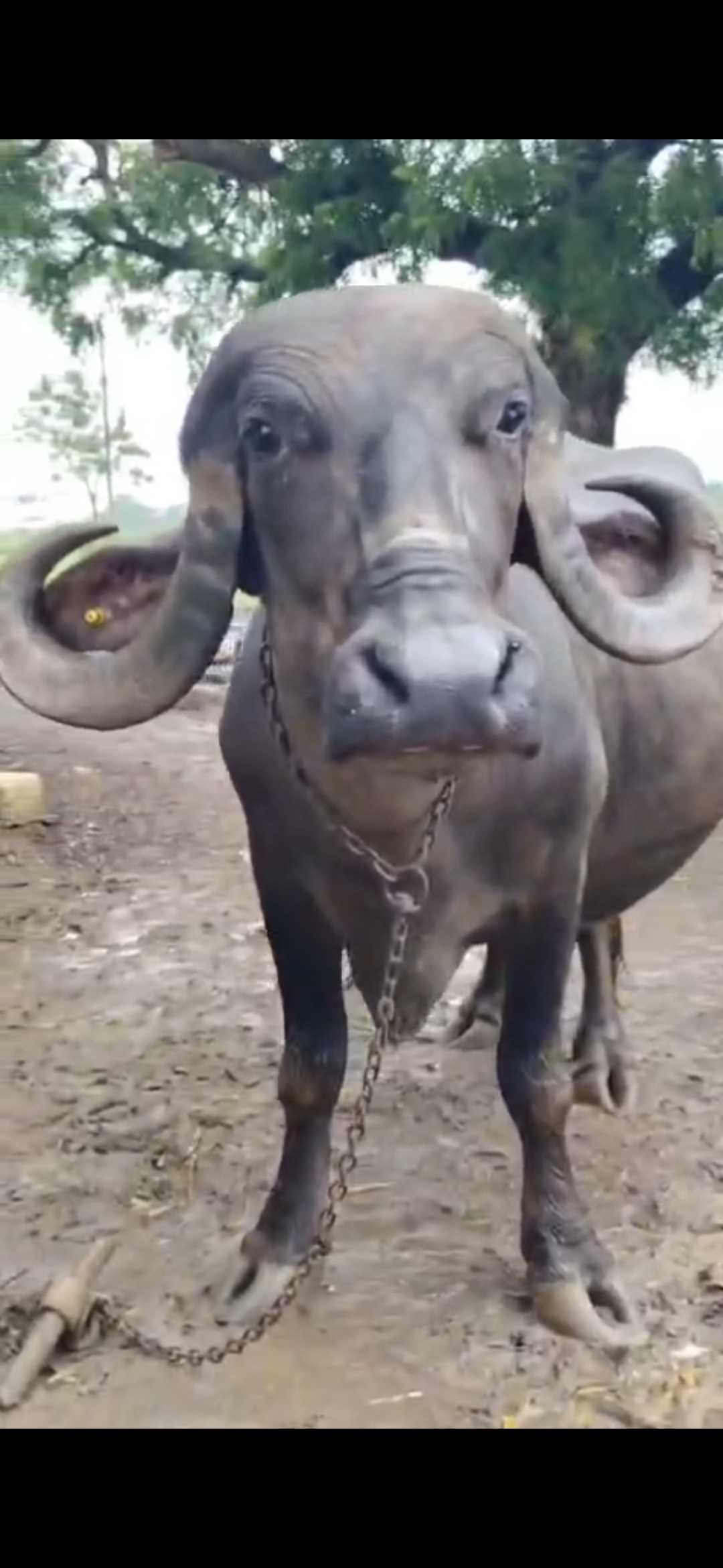 વેચાણ માટે