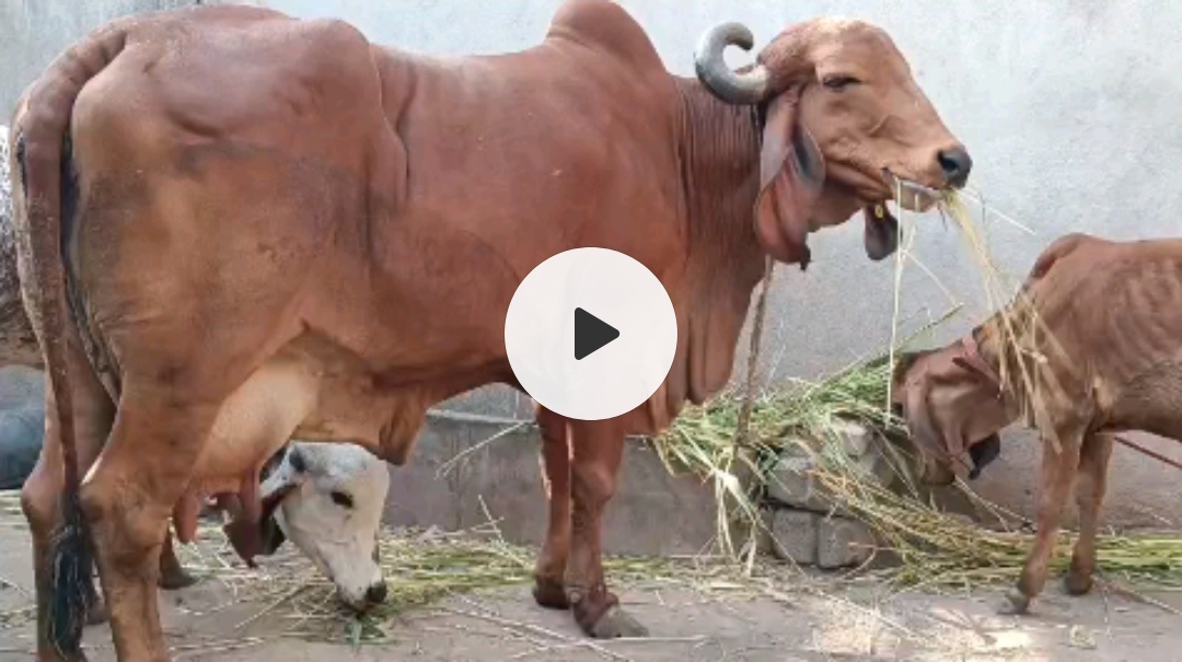 ₹25,000 માં  3:30 મહિના ની ગાભણી બે ત્રણ લીટર દૂધ બે ટાઈમ દોવાનું ચાલુ છે