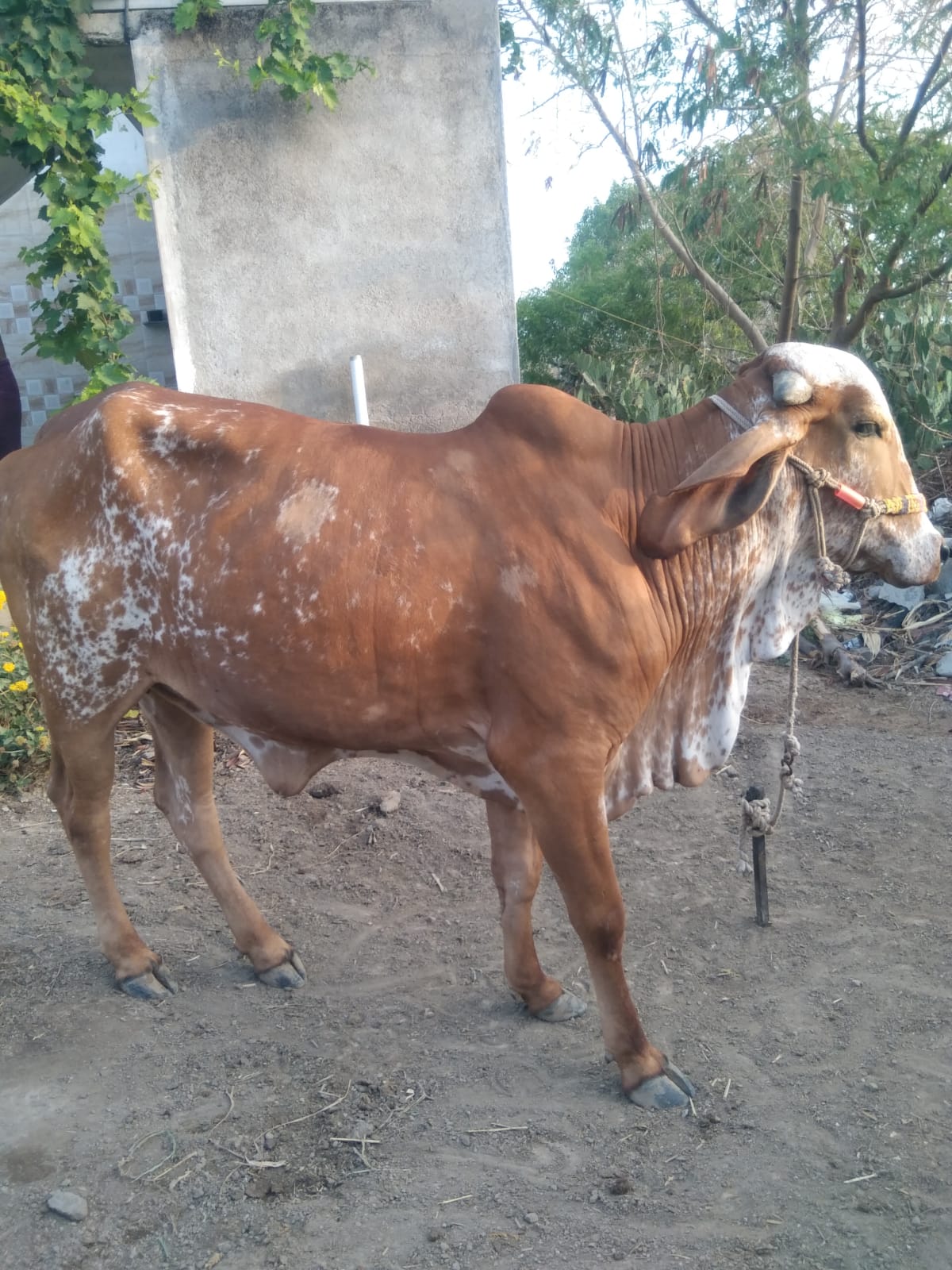 વેચાણ માટે