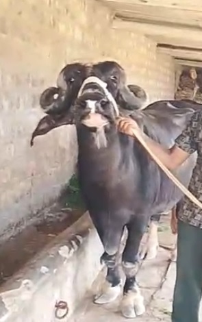 વેચાણ માટે