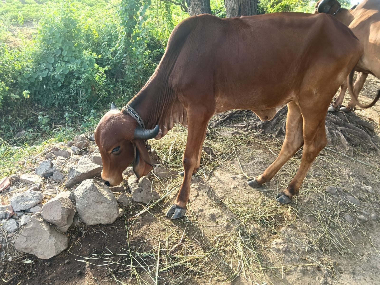 વેચાણ માટે 3