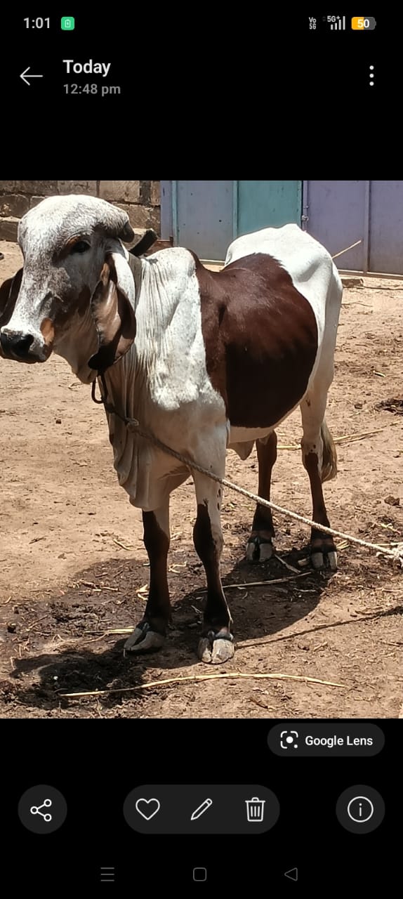 ₹27,000 માં  કેશોદ જુનાગઢ જીલ્લો
