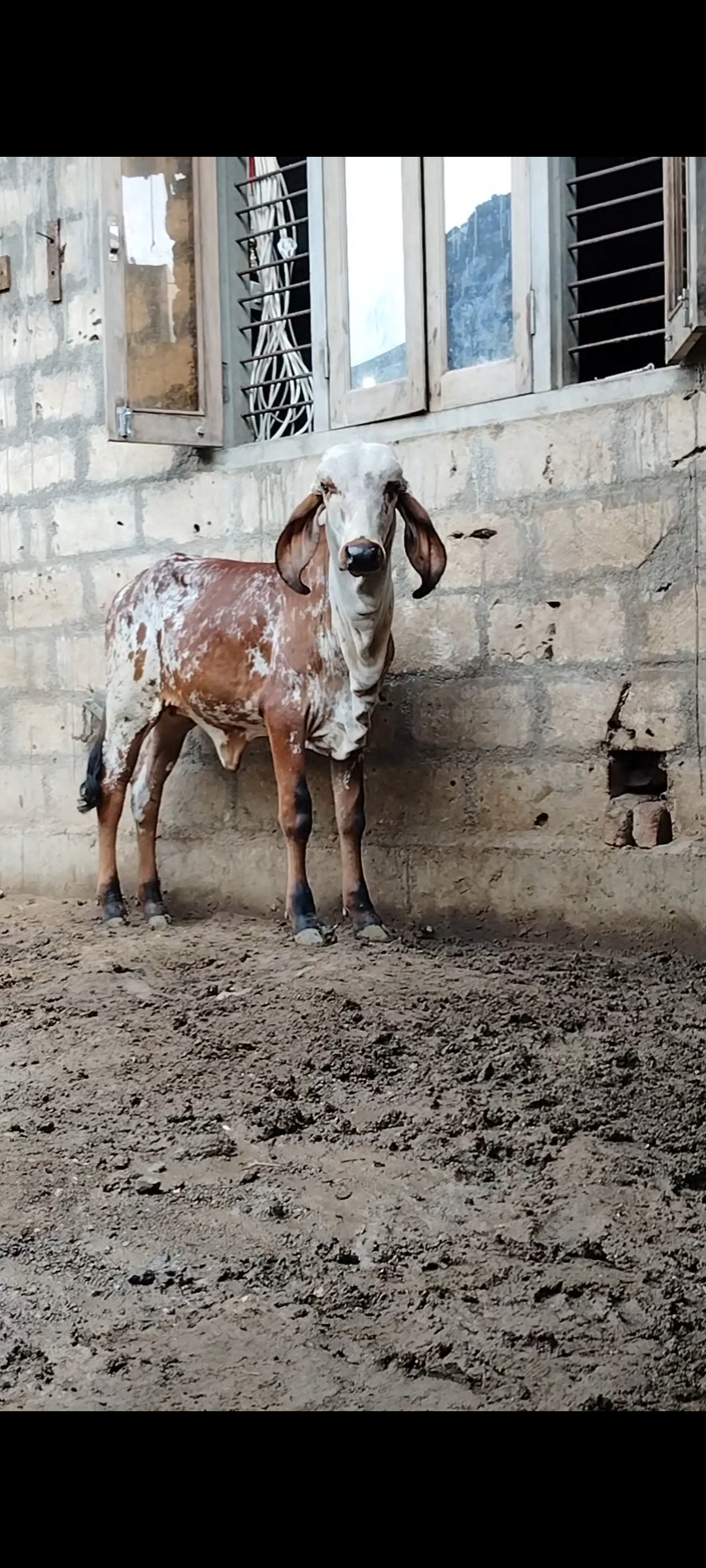 ₹55,000 માં  બળદ