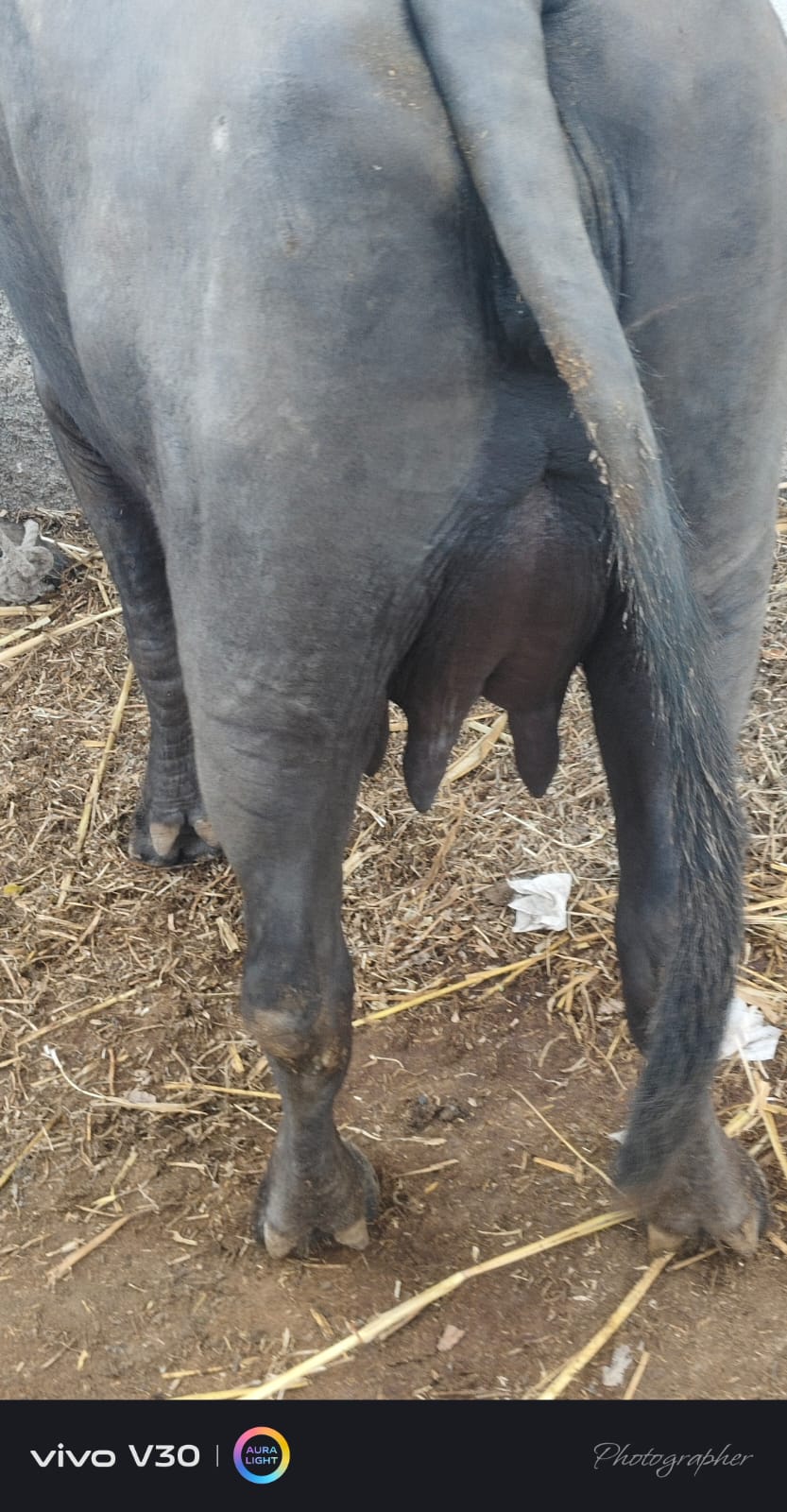 વેચાણ માટે 3