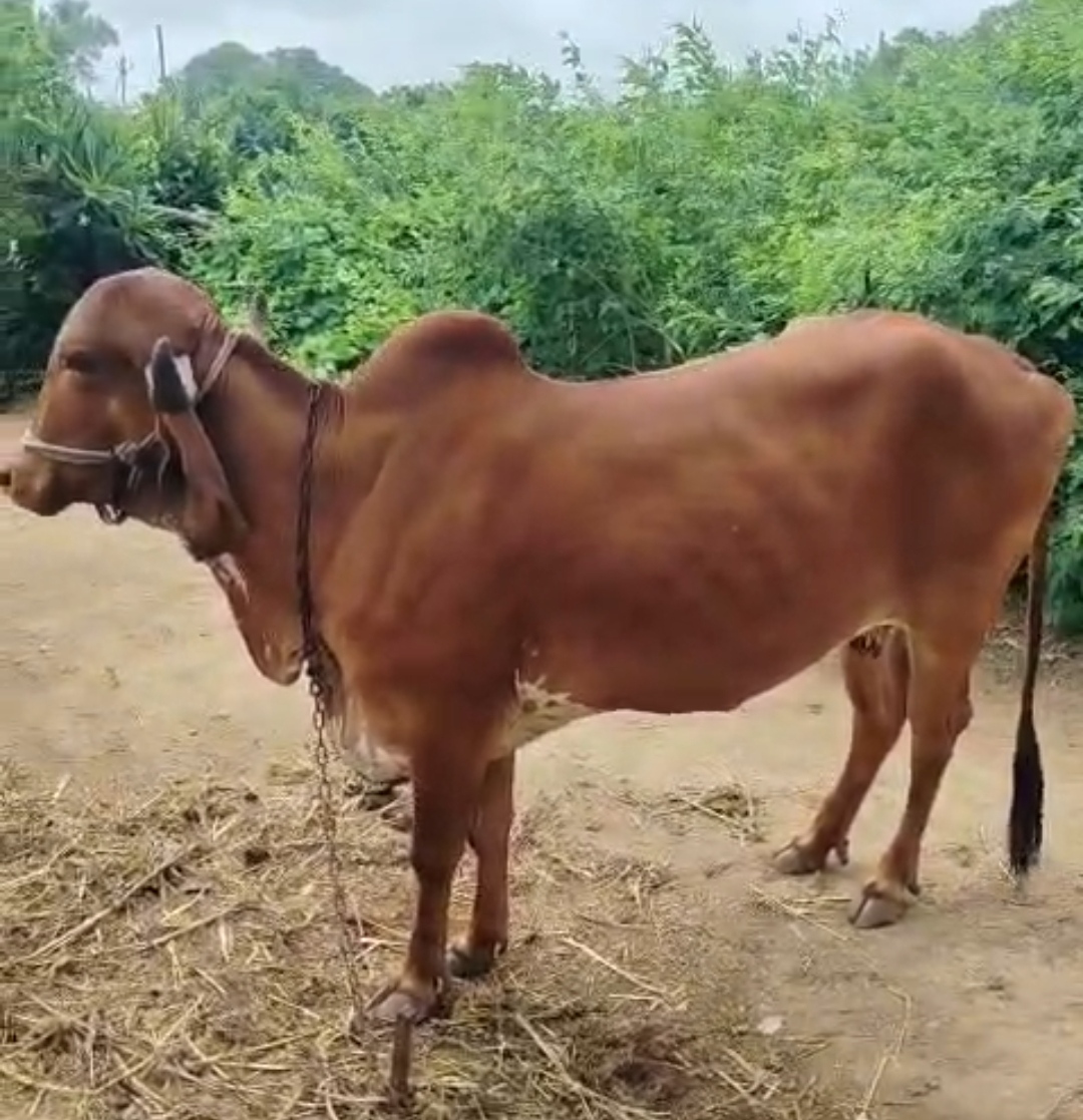 વેચાણ માટે