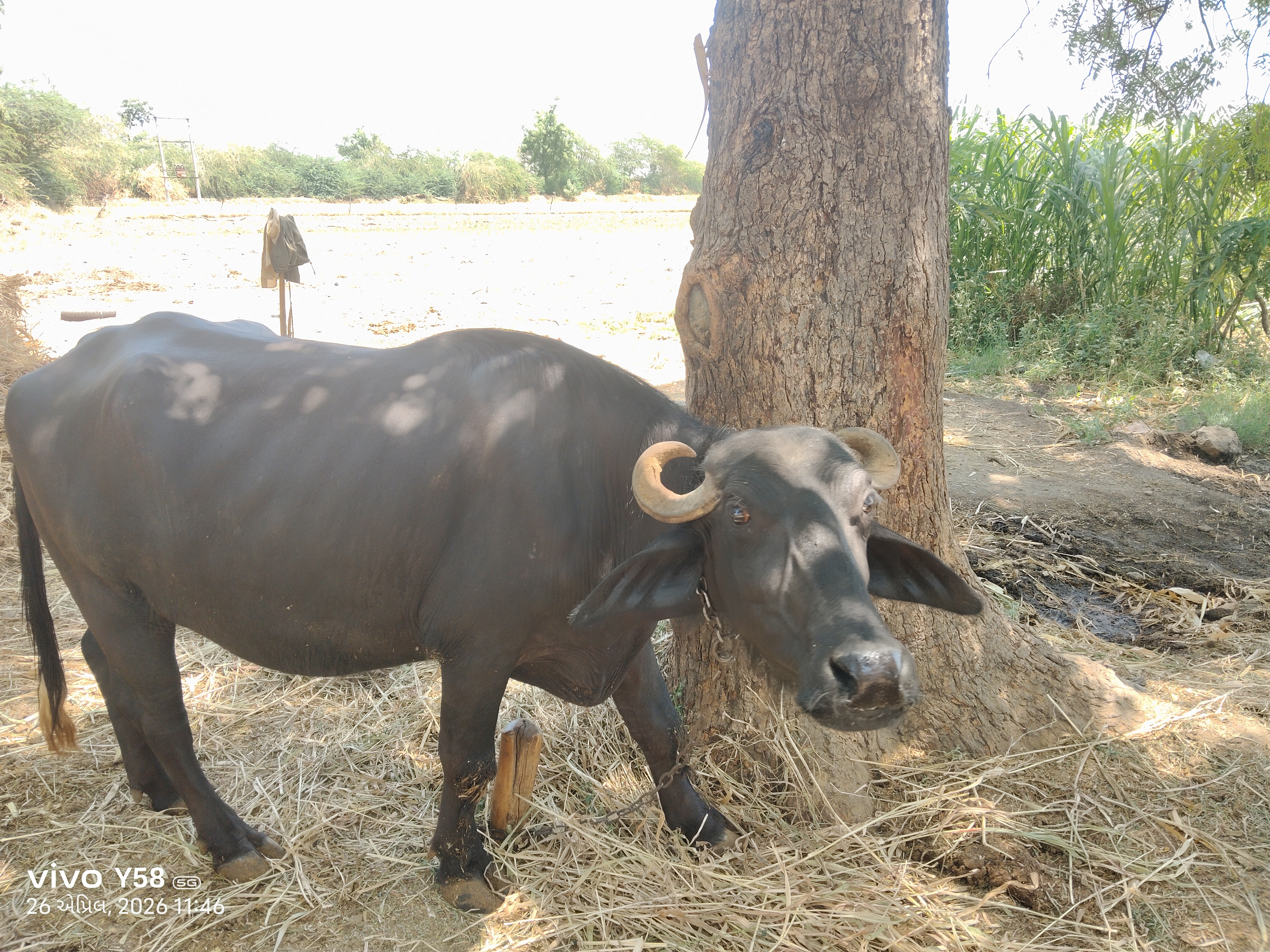 ભાવ થય જસે 4