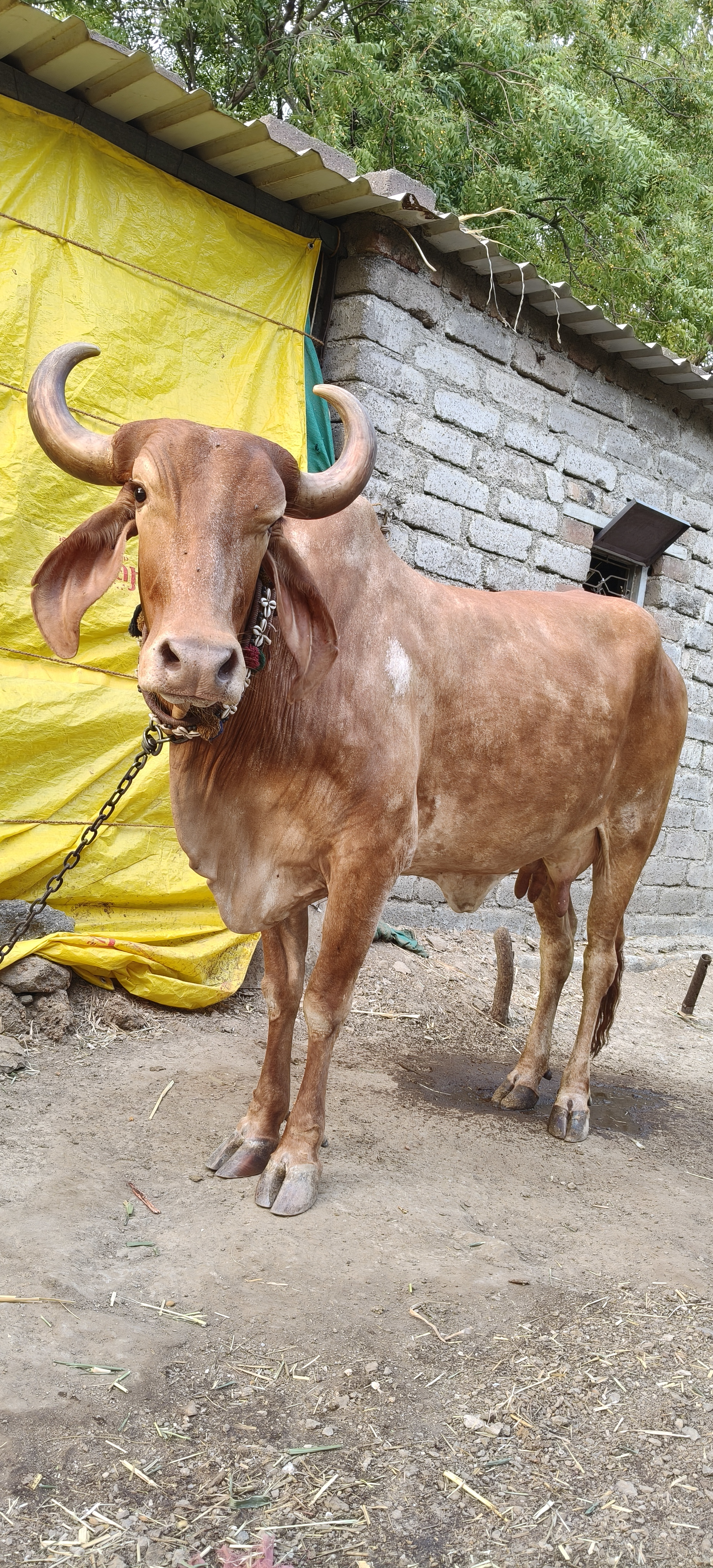 ₹25,000 માં  સુવર્ણ કપીલા ગાય દૂજણી છે 3-3 લિટર દૂધ છે વેચવાની છે