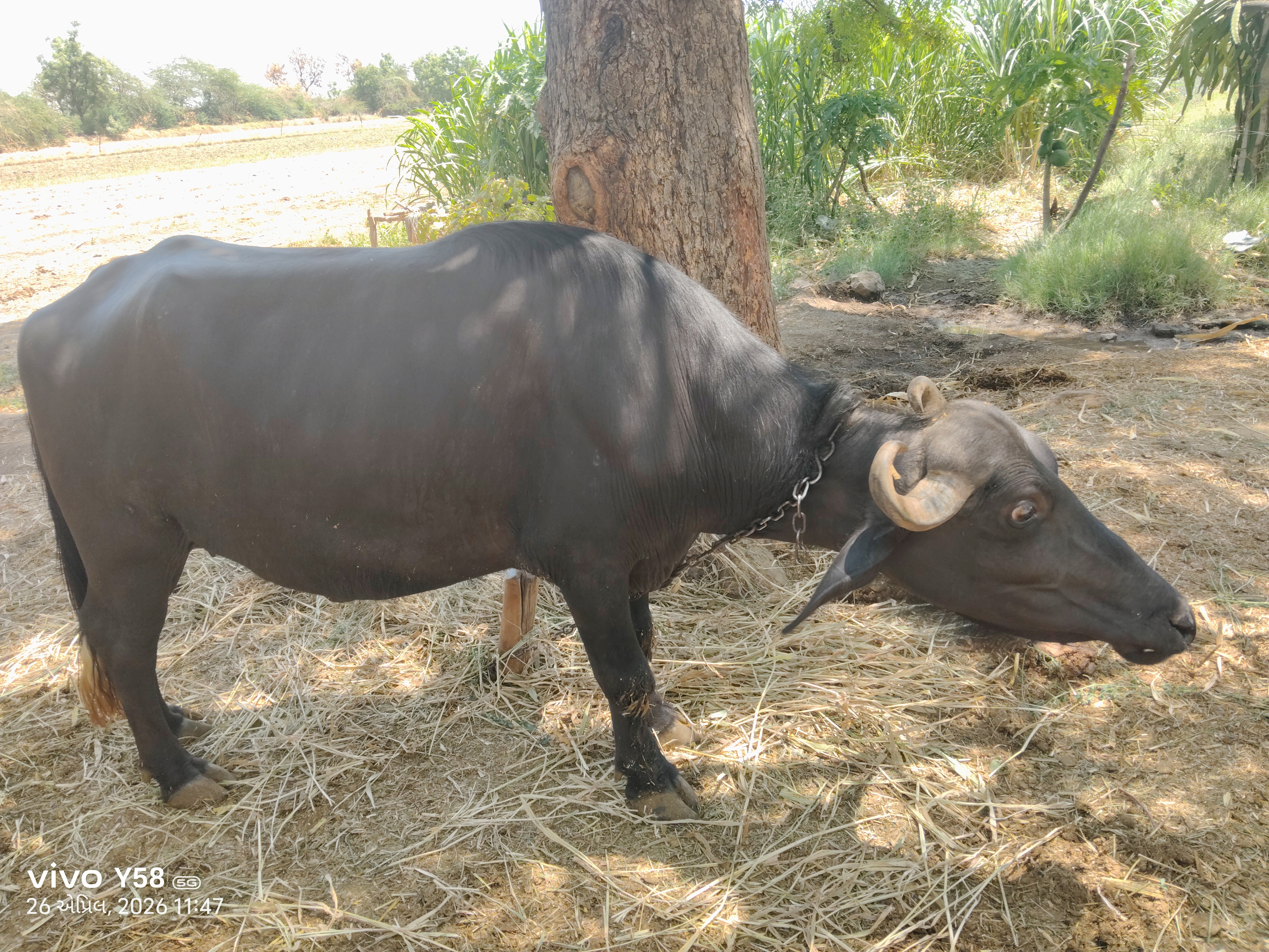 ભાવ થય જસે 3