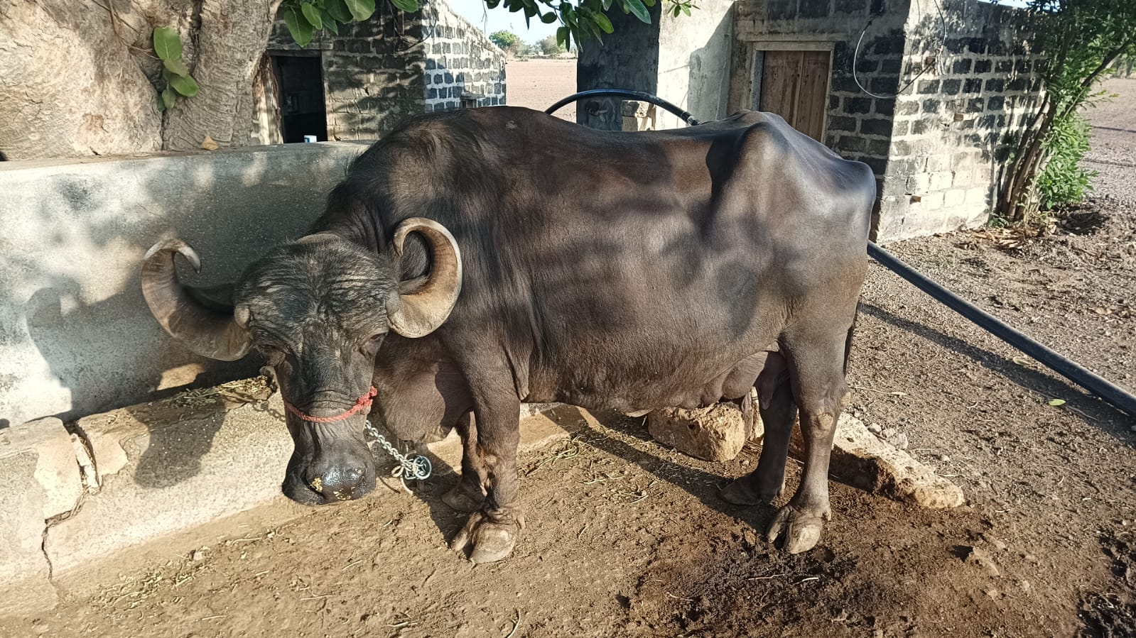 વેચાણ માટે
