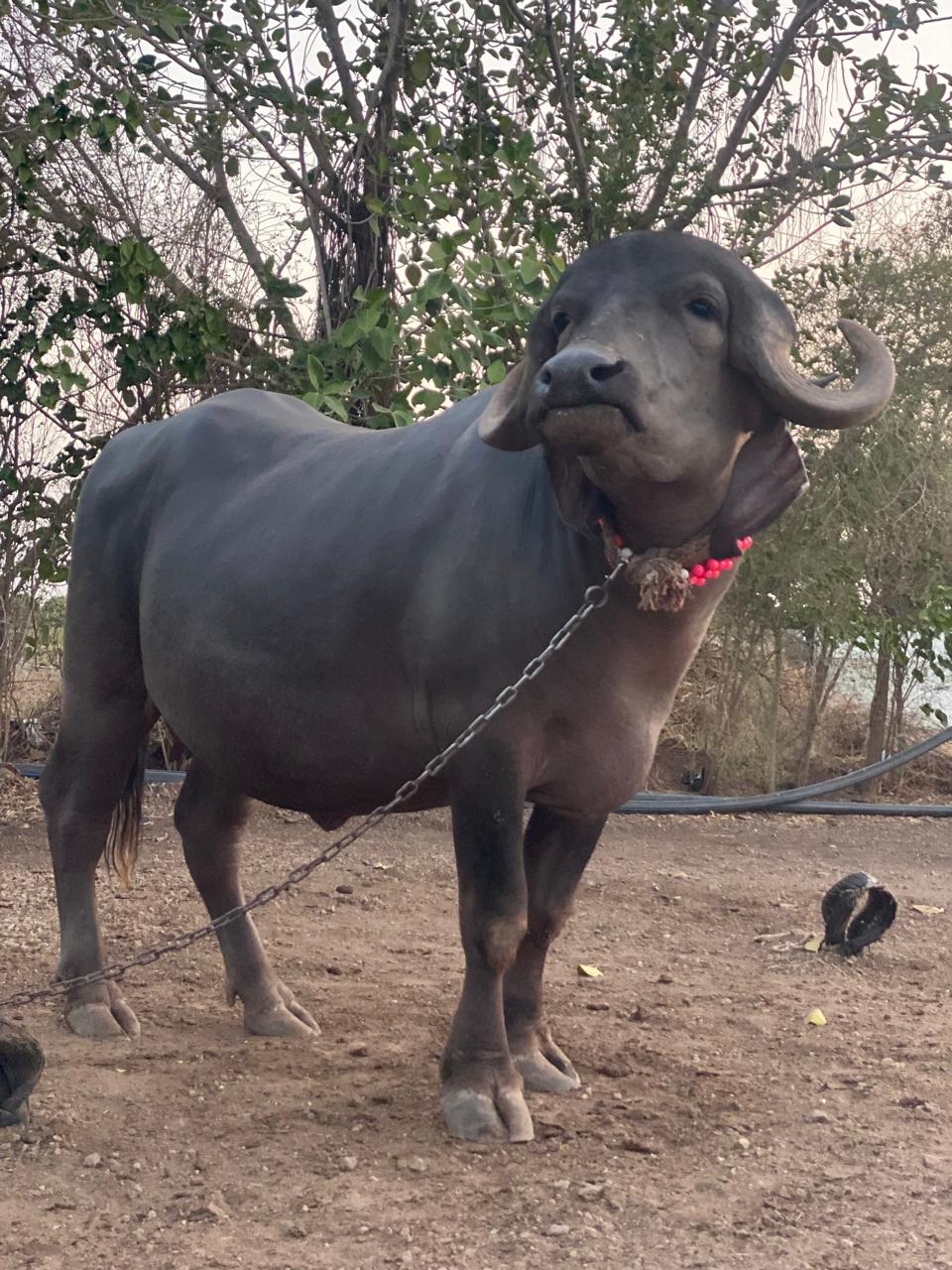 વેચાણ માટે 2