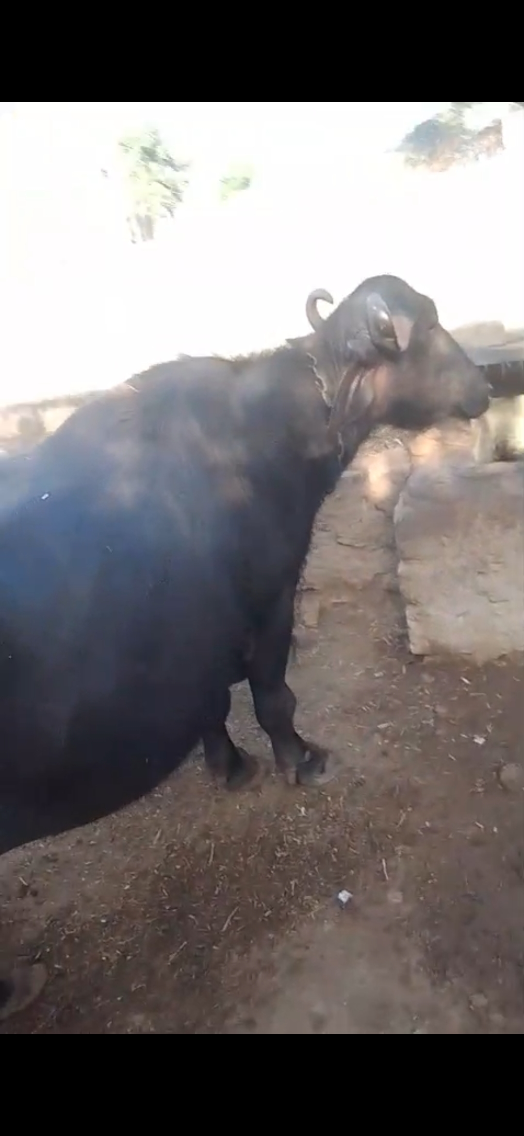 વેચાણ માટે 3