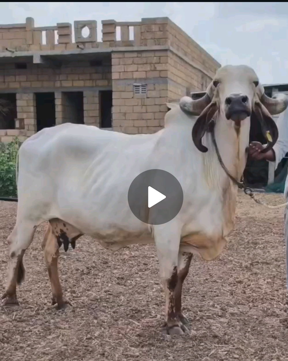 વેચાણ માટે