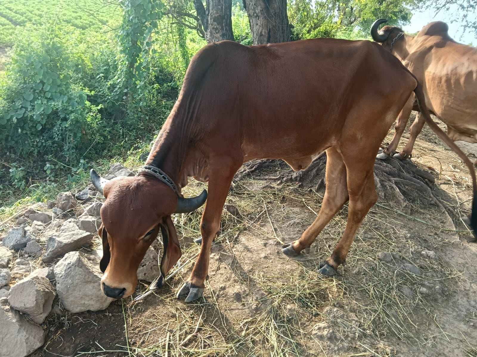 વેચાણ માટે 4